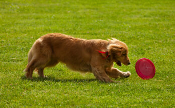 Dog Chasing Toy: The Tail-Wagging Frenzy