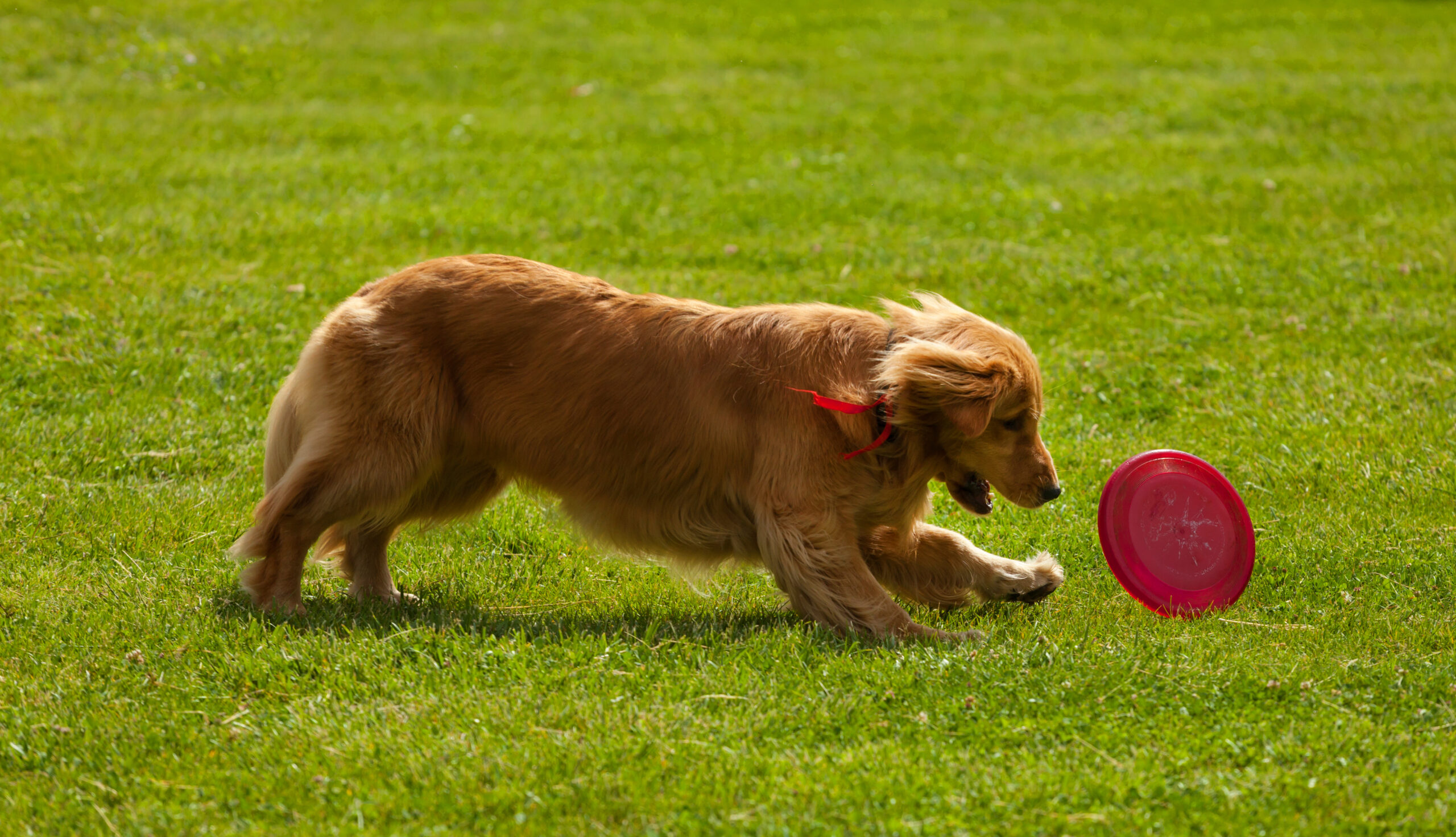 Dog Chasing Toy: The Tail-Wagging Frenzy