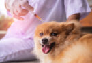A Comprehensive Guide to the Lepto Vaccine for Dogs: Unleashing Peace of Mind