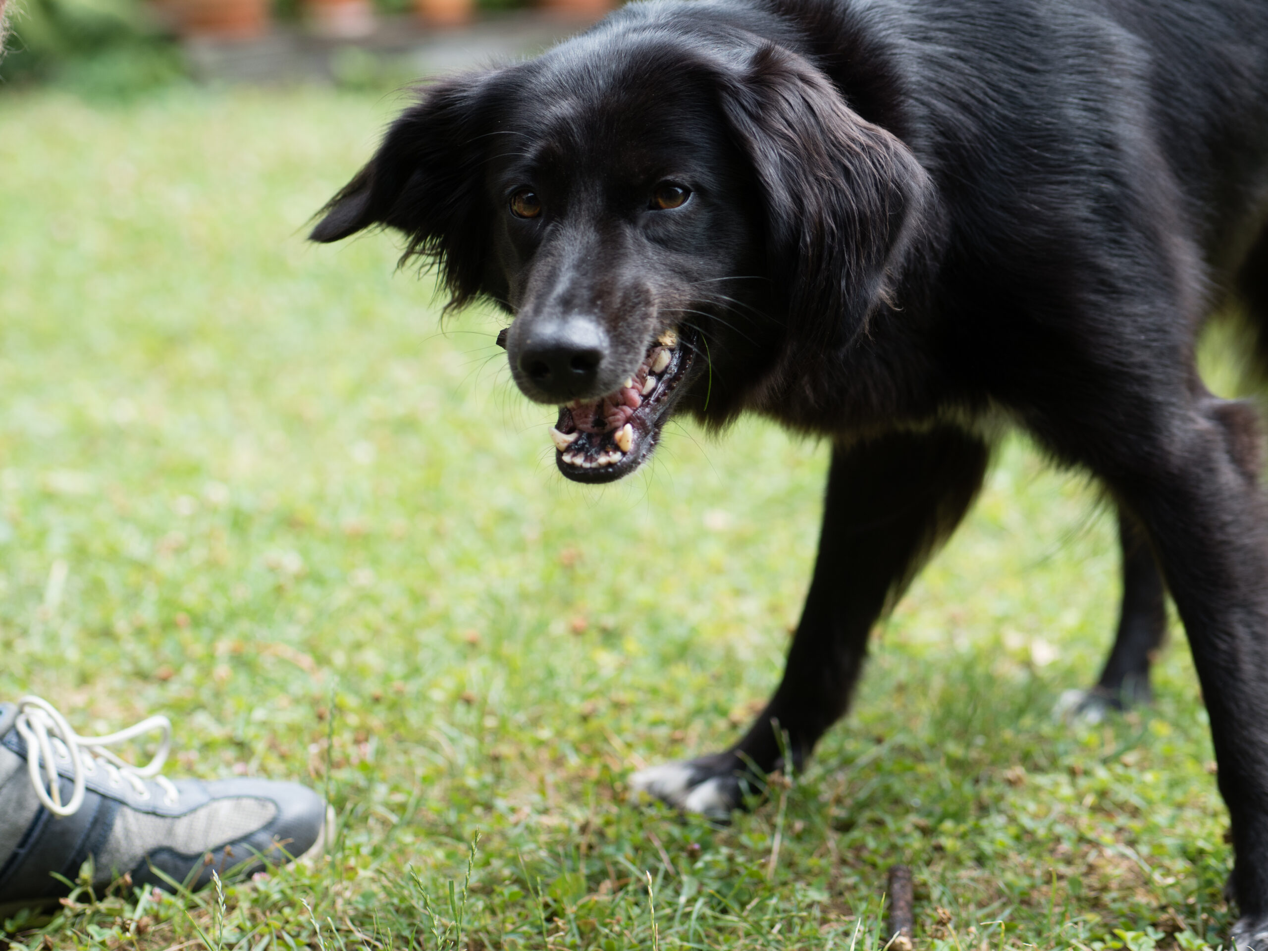 rescue dog aggressive behavior