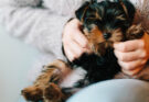 Yorkie Puppy Care: The Best Guide to Care For Your Little Puppy