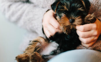 Yorkie Puppy Care: The Best Guide to Care For Your Little Puppy
