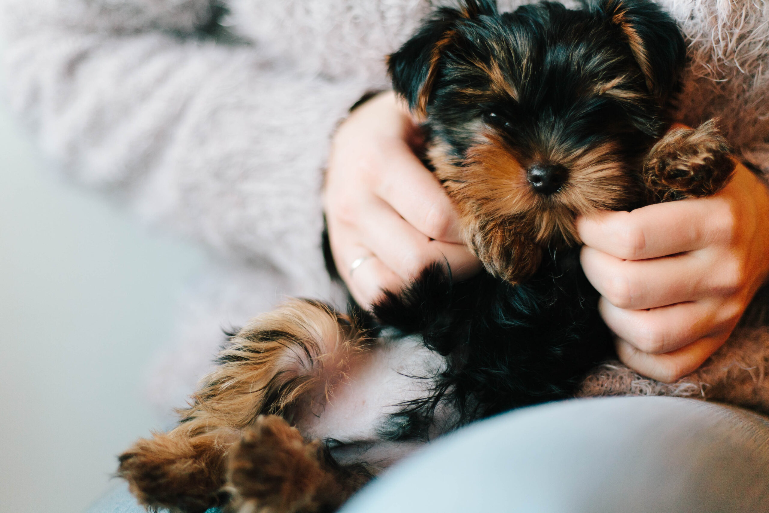 Yorkie Puppy Care: The Best Guide to Care For Your Little Puppy