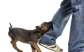 Dog Biting Leg: Everything You Need to Know