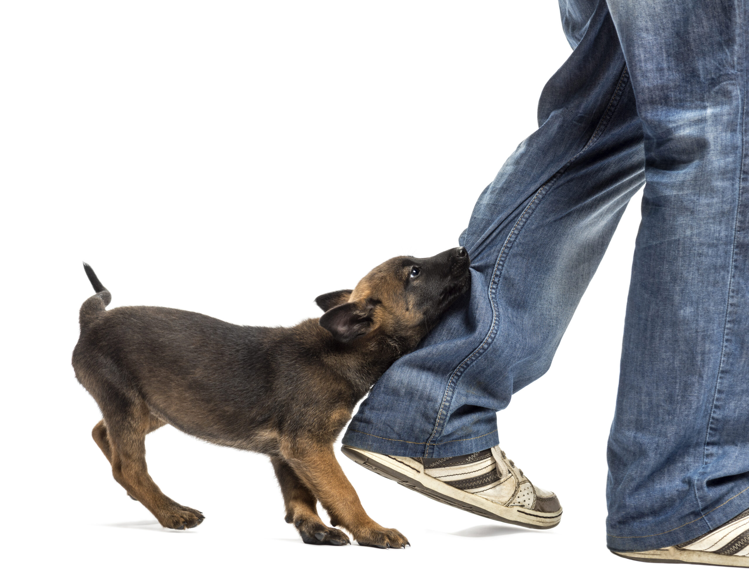 Dog Biting Leg: Everything You Need to Know