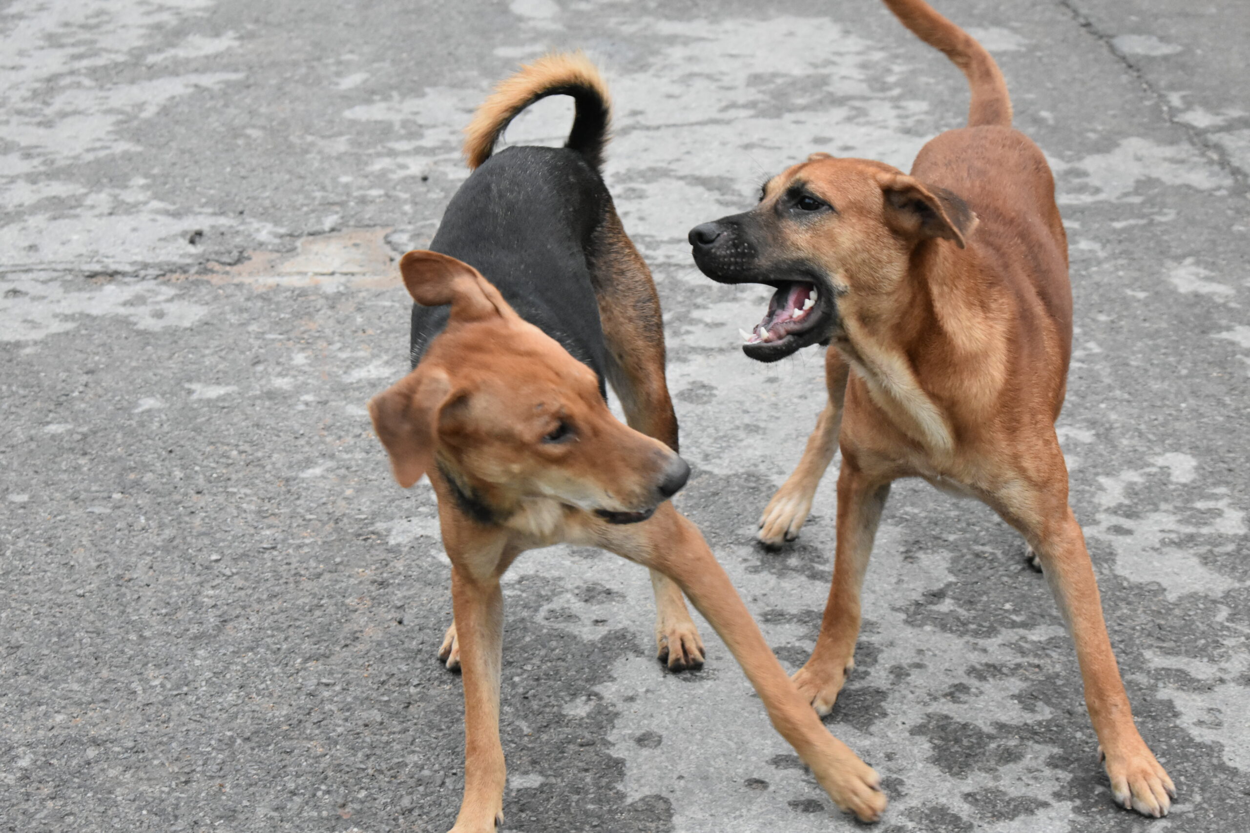 Dog Dominance Behavior: Great Guide For Your Homey Friend