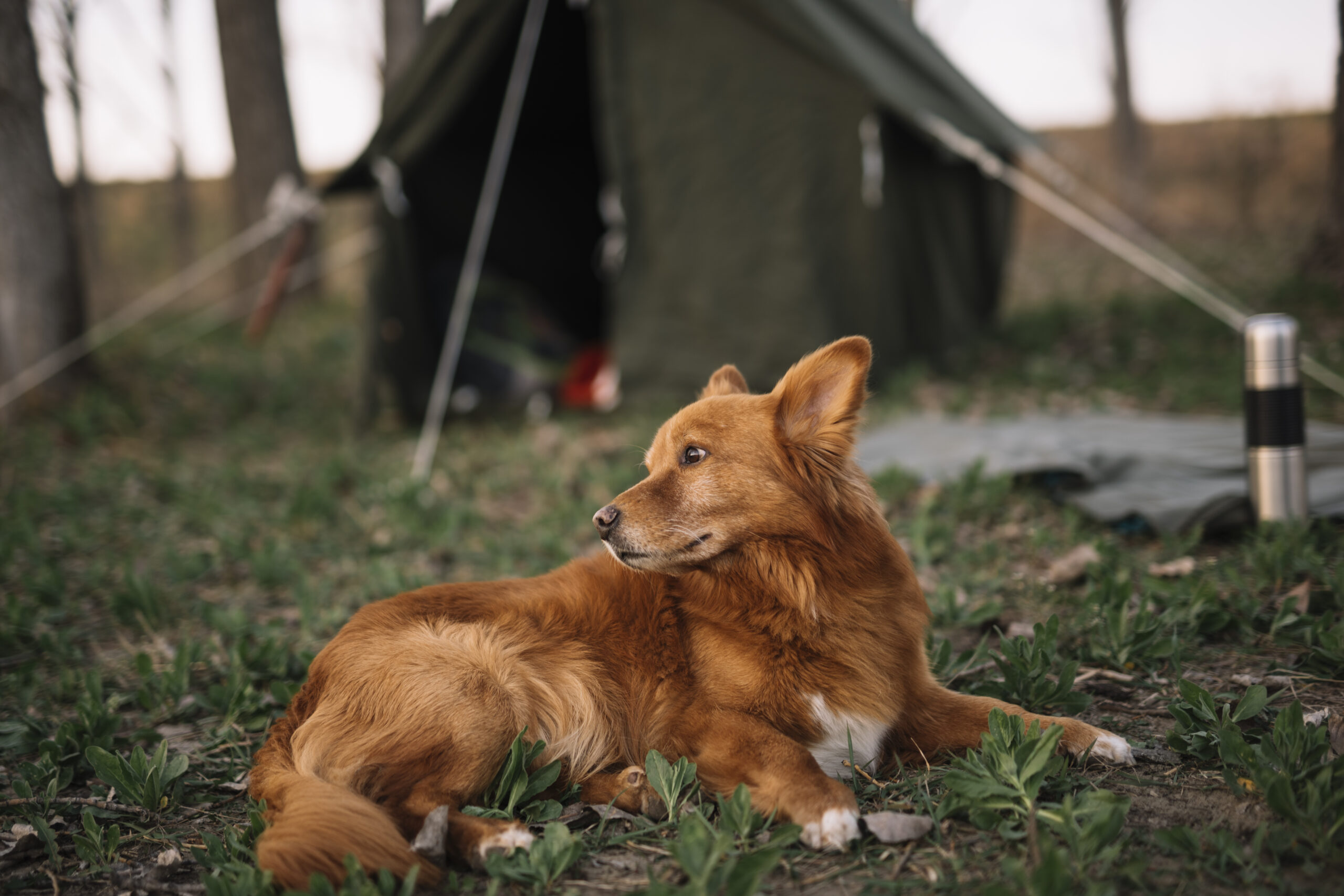 Puppy Training Camps