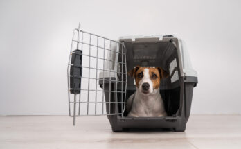 Dog Separation Anxiety Crate