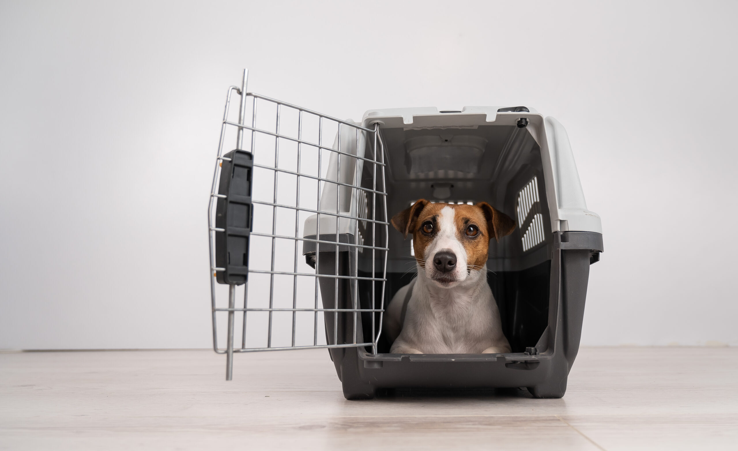 Dog Separation Anxiety Crate